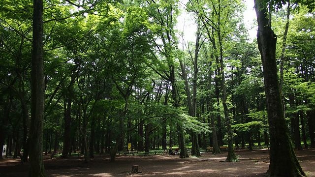 20120615東京第二天--尋找龍貓之旅