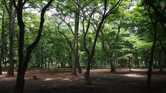 20120615東京第二天--尋找龍貓之旅