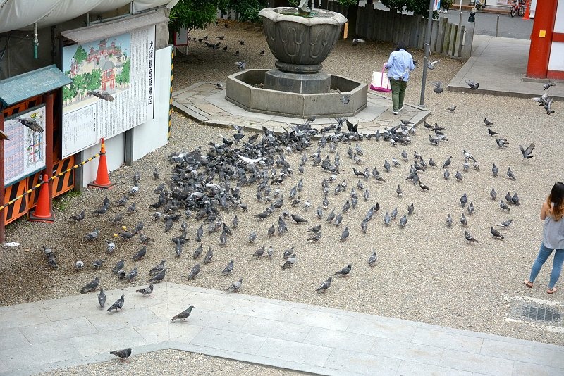 DSC_0402.jpg - 20150619 名古屋