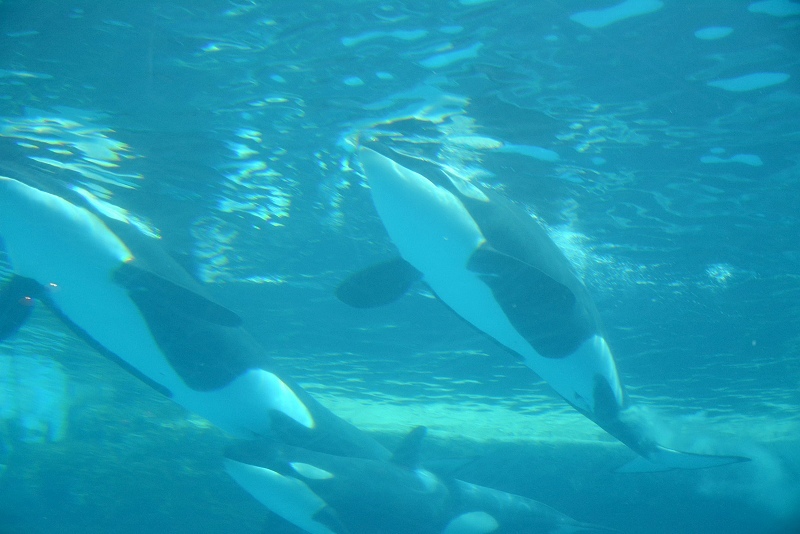 DSC_0513.jpg -  20150620 名古屋 