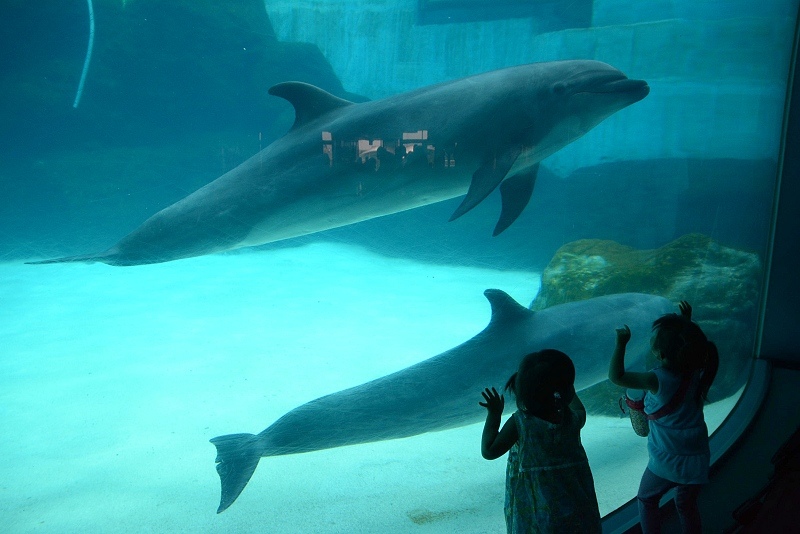 DSC_0519.jpg -  20150620 名古屋 