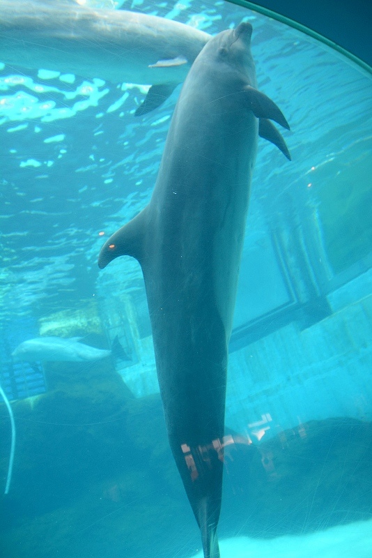 DSC_0520.jpg -  20150620 名古屋 