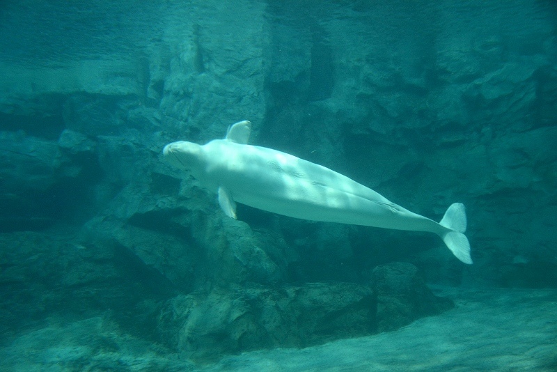 DSC_0537.jpg -  20150620 名古屋 