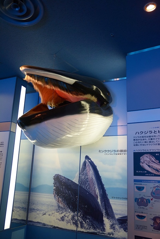 DSC_0561.jpg -  20150620 名古屋 