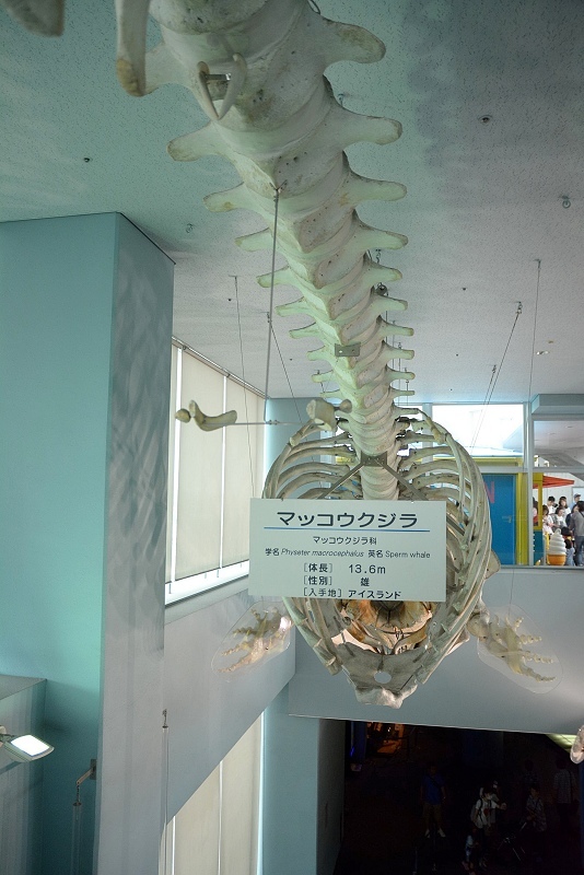 DSC_0638.jpg -  20150620 名古屋 