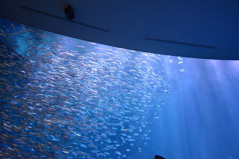 DSC_0654.jpg -  20150620 名古屋 