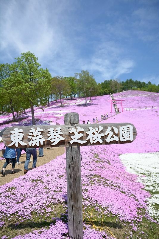 20140531 北海道第三天 - 芝櫻之美