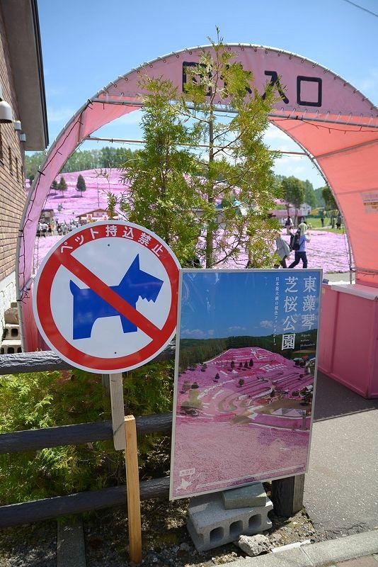 20140531 北海道第三天 - 芝櫻之美