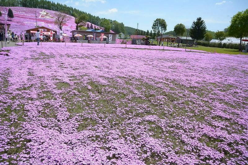 20140531 北海道第三天 - 芝櫻之美