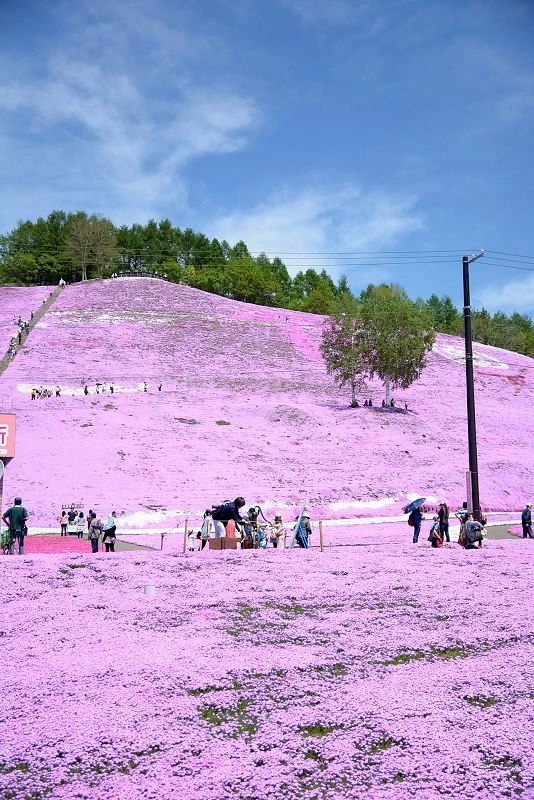 20140531 北海道第三天 - 芝櫻之美