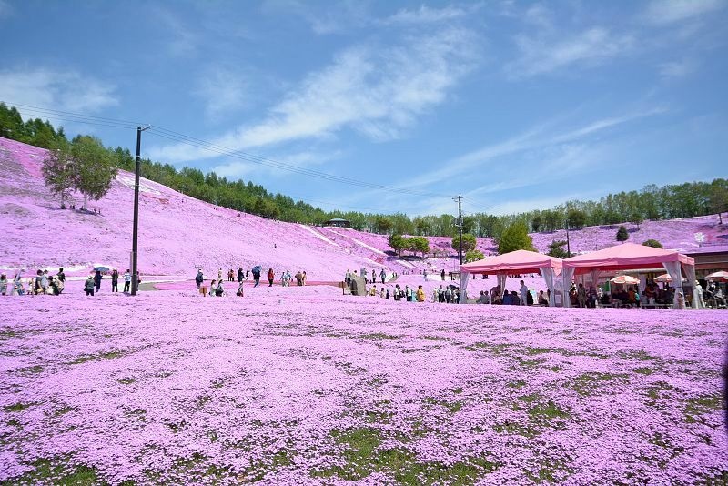 20140531 北海道第三天 - 芝櫻之美