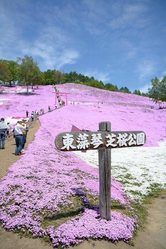 20140531 北海道第三天 - 芝櫻之美