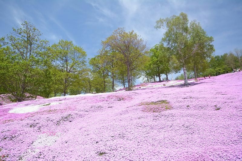 20140531 北海道第三天 - 芝櫻之美