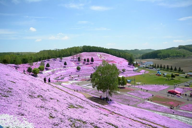 20140531 北海道第三天 - 芝櫻之美