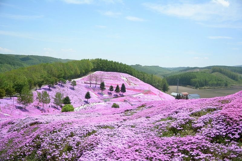 20140531 北海道第三天 - 芝櫻之美