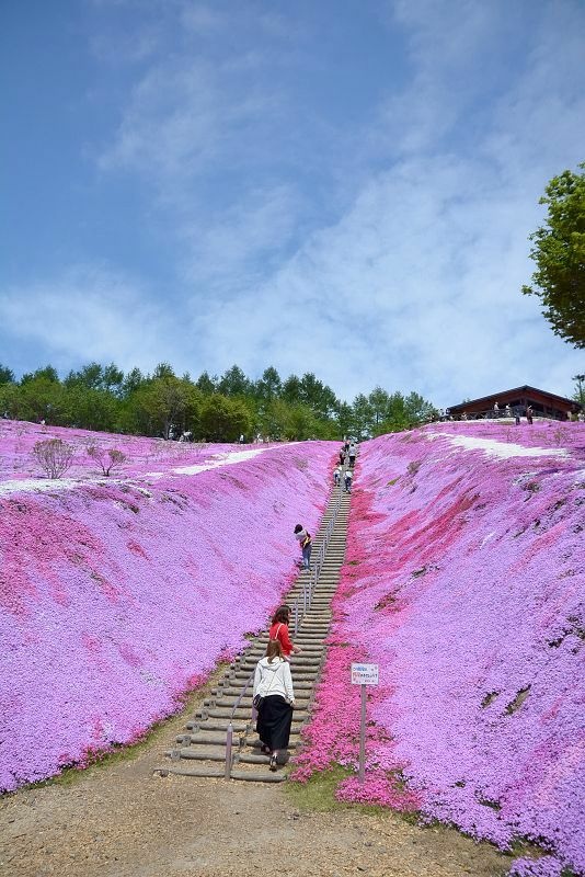 20140531 北海道第三天 - 芝櫻之美