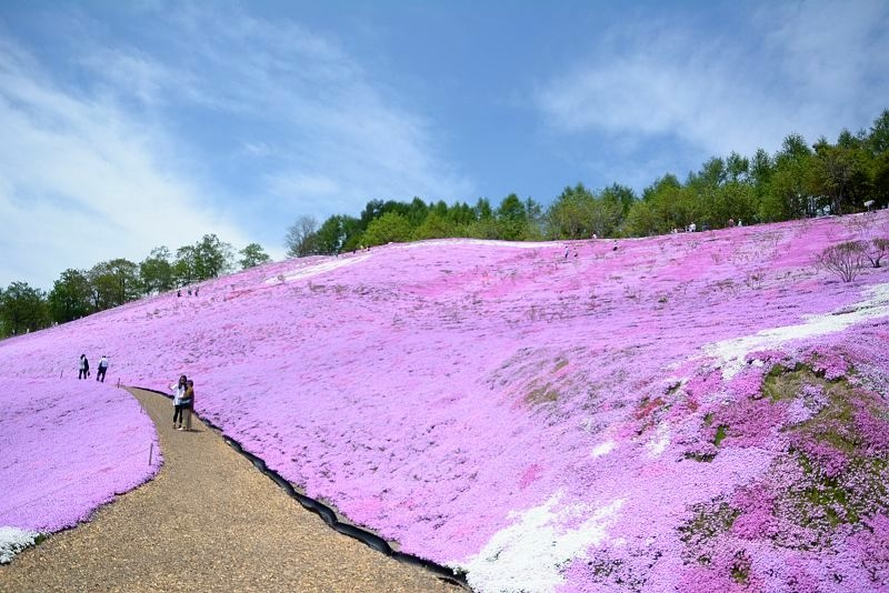 20140531 北海道第三天 - 芝櫻之美