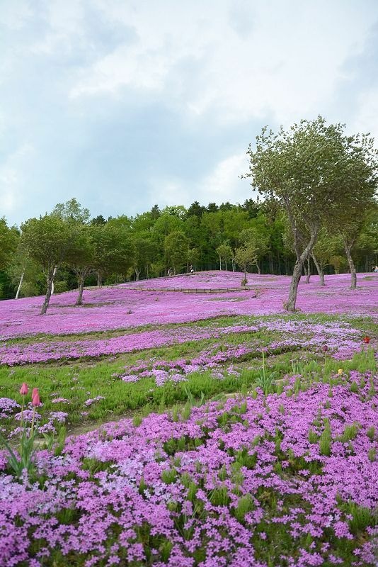 20140531 北海道第三天 - 芝櫻之美