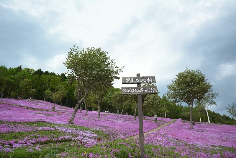 20140531 北海道第三天 - 芝櫻之美