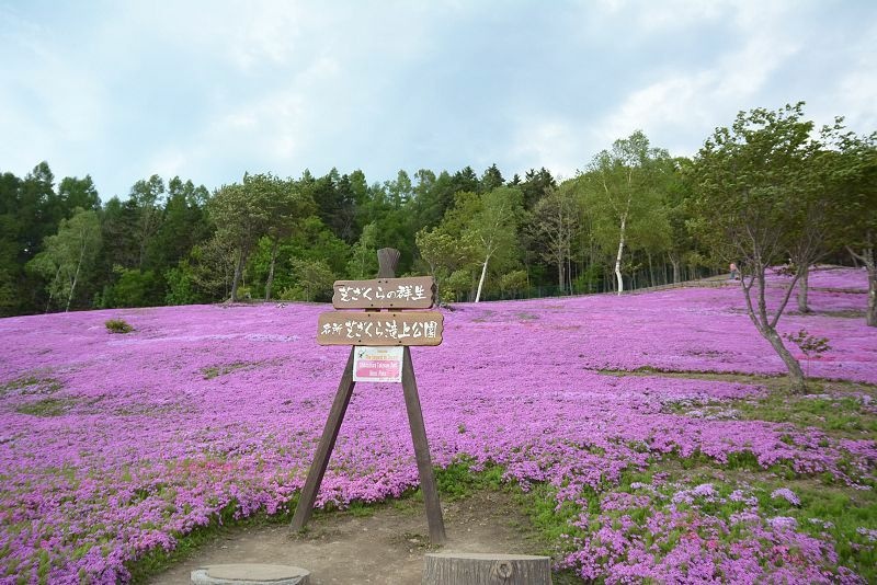 20140531 北海道第三天 - 芝櫻之美