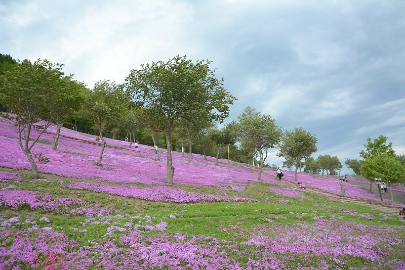 20140531 北海道第三天 - 芝櫻之美