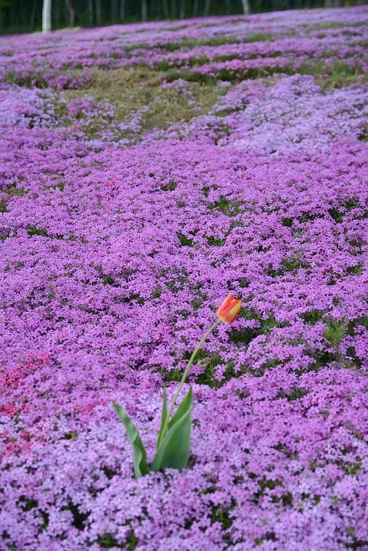 20140531 北海道第三天 - 芝櫻之美