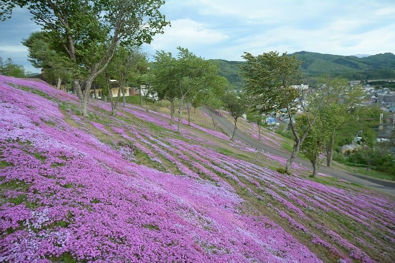 20140531 北海道第三天 - 芝櫻之美