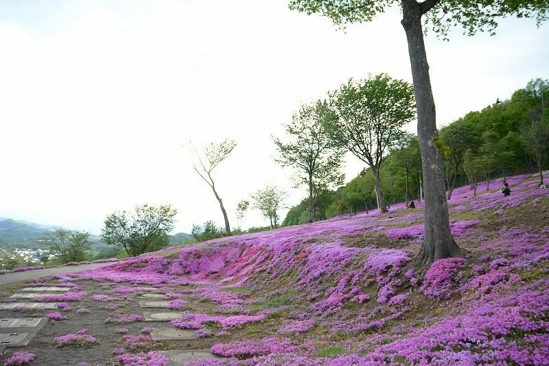 20140531 北海道第三天 - 芝櫻之美