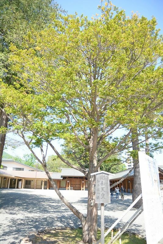 20140602 北海道第五天 - 草莓大福有包草莓