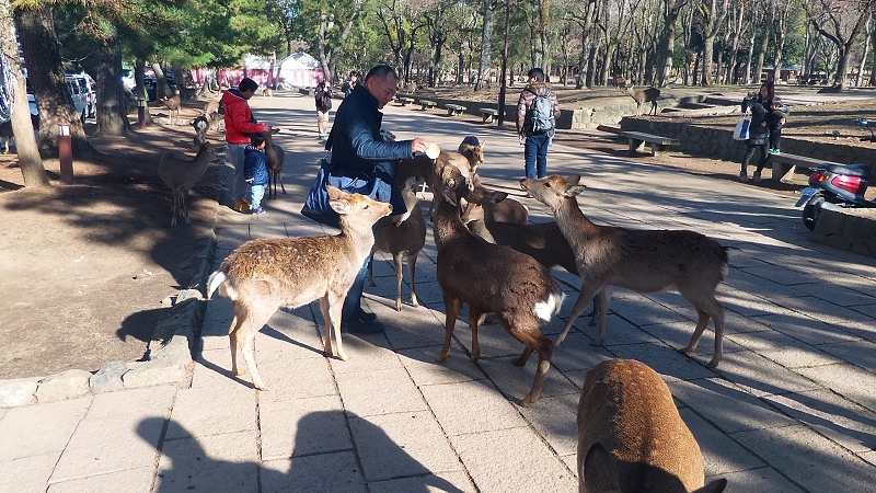 P_20151229_101817.jpg - 20151228-20160102大阪京都奈良