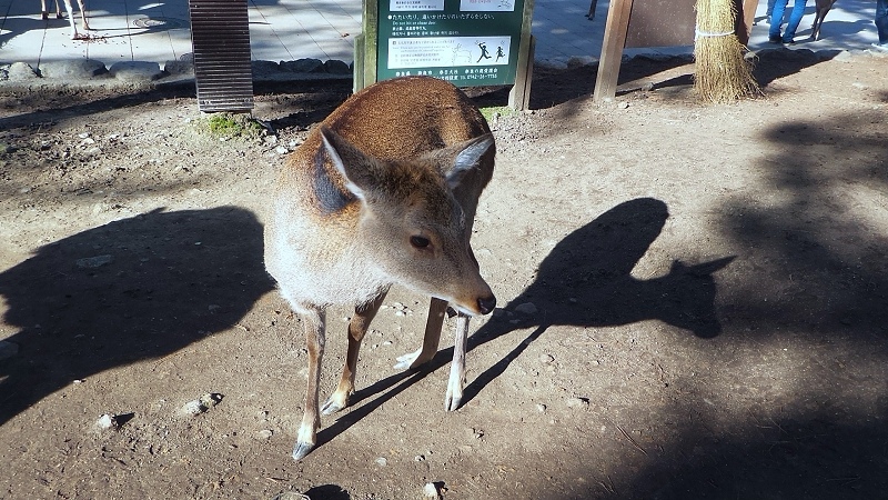 P_20151229_101904.jpg - 20151228-20160102大阪京都奈良
