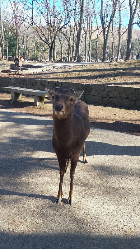 P_20151229_102034.jpg - 20151228-20160102大阪京都奈良