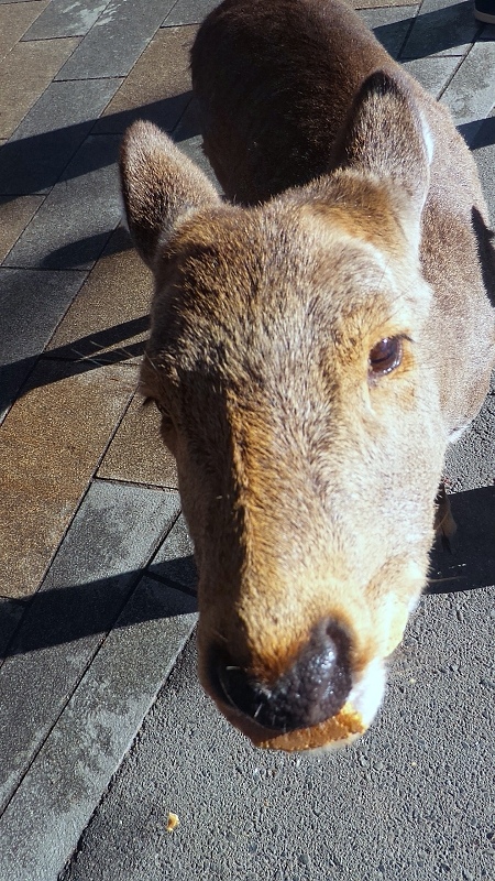 P_20151229_102304.jpg - 20151228-20160102大阪京都奈良