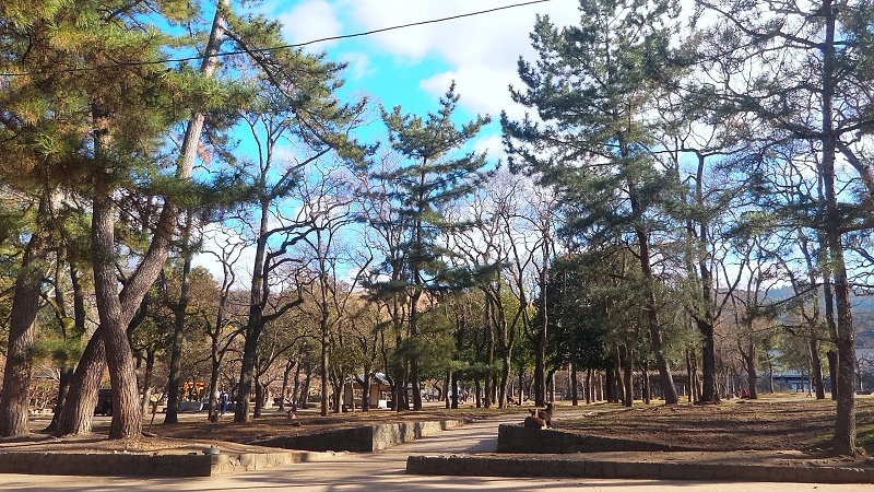 P_20151229_102619.jpg - 20151228-20160102大阪京都奈良