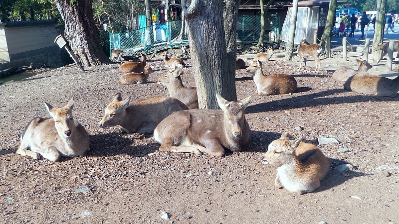 P_20151229_103419.jpg - 20151228-20160102大阪京都奈良