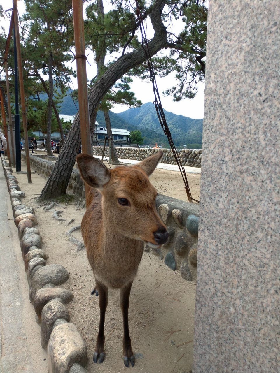 P_20181231_091519_vHDR_Auto.jpg - 20181231廣島